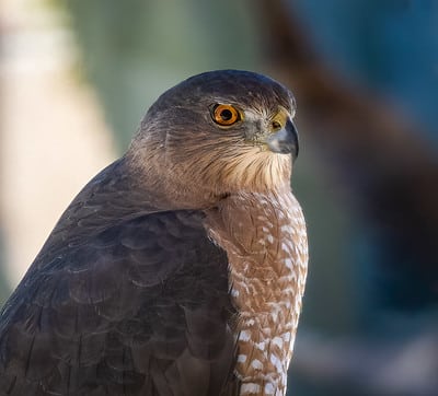 Cooper's Hawk by Michele Weisz