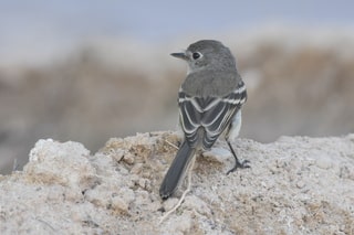 Gray Flycatcher by Caleb Strand