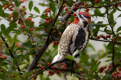 Red-naped Sapsucker by Rhett Herring