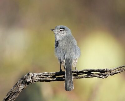 Black-tailed Gnatcatcher by Martin Molina