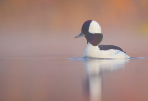 Bufflehead by Christopher Smith