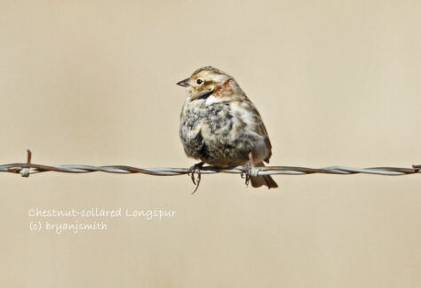 Chestnut-collared Longspur by Bryan Smith