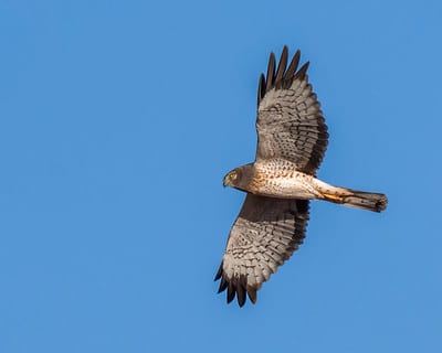 Northern Harrier by Dan Weisz