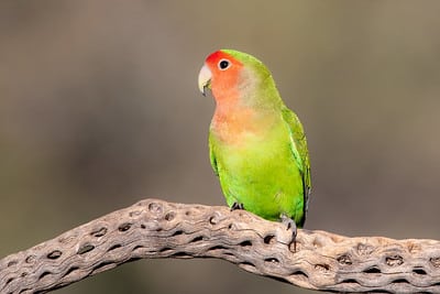 Rosy-faced Lovebird by Dave (gilamonster8)