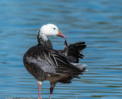 Snow Goose by Dan Weisz