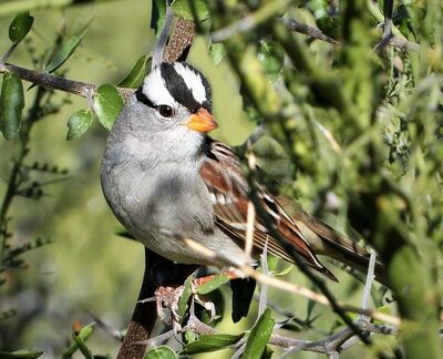 White-crowned Sparrow by Martin Molina
