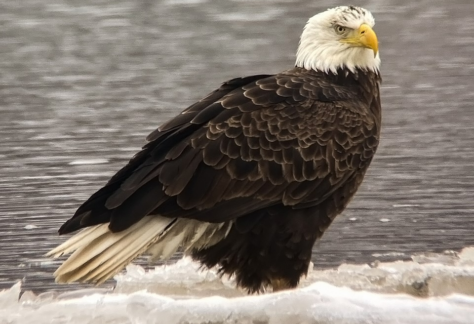 Digiscoped Bald Eagle by Bill Graham