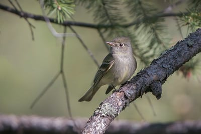 Pine Flycatcher by Shawn Cooper