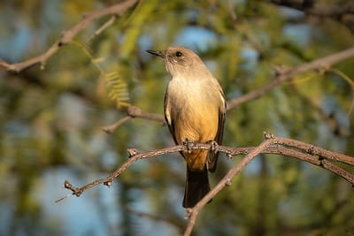 Say's Phoebe by Shawn Cooper