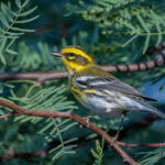 Townsend's Warbler by Shawn Cooper