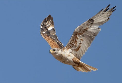 Ferruginous Hawk by Ned Harris