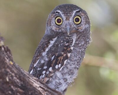 Elf Owl by Doris Evans