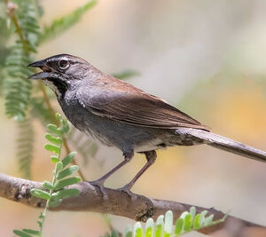 Five-striped Sparrow by Peggy Steffens