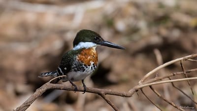 Green Kingfisher by Rhett Herring