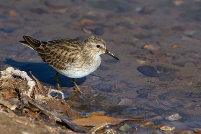 Least Sandpiper by Lois Manowitz