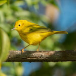 Yellow Warbler by Shawn Cooper