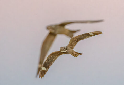 Lesser Nighthawk by Dan Weisz