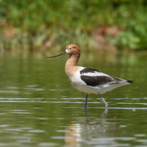 American Avocet by Dan Weisz