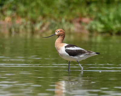 American Avocet by Dan Weisz