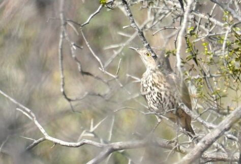Sage Thrasher by Bob & Prudy Bowers