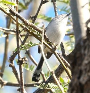 Black-tailed Gnatcatcher by Bob & Prudy Bowers