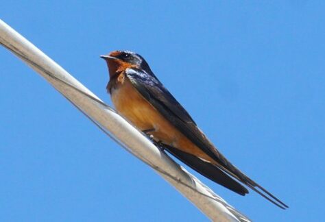 Barn Swallow by Bob Bowers