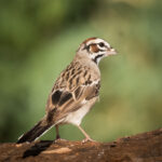 Lark Sparrow by Tom Brown