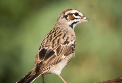 Lark Sparrow by Tom Brown