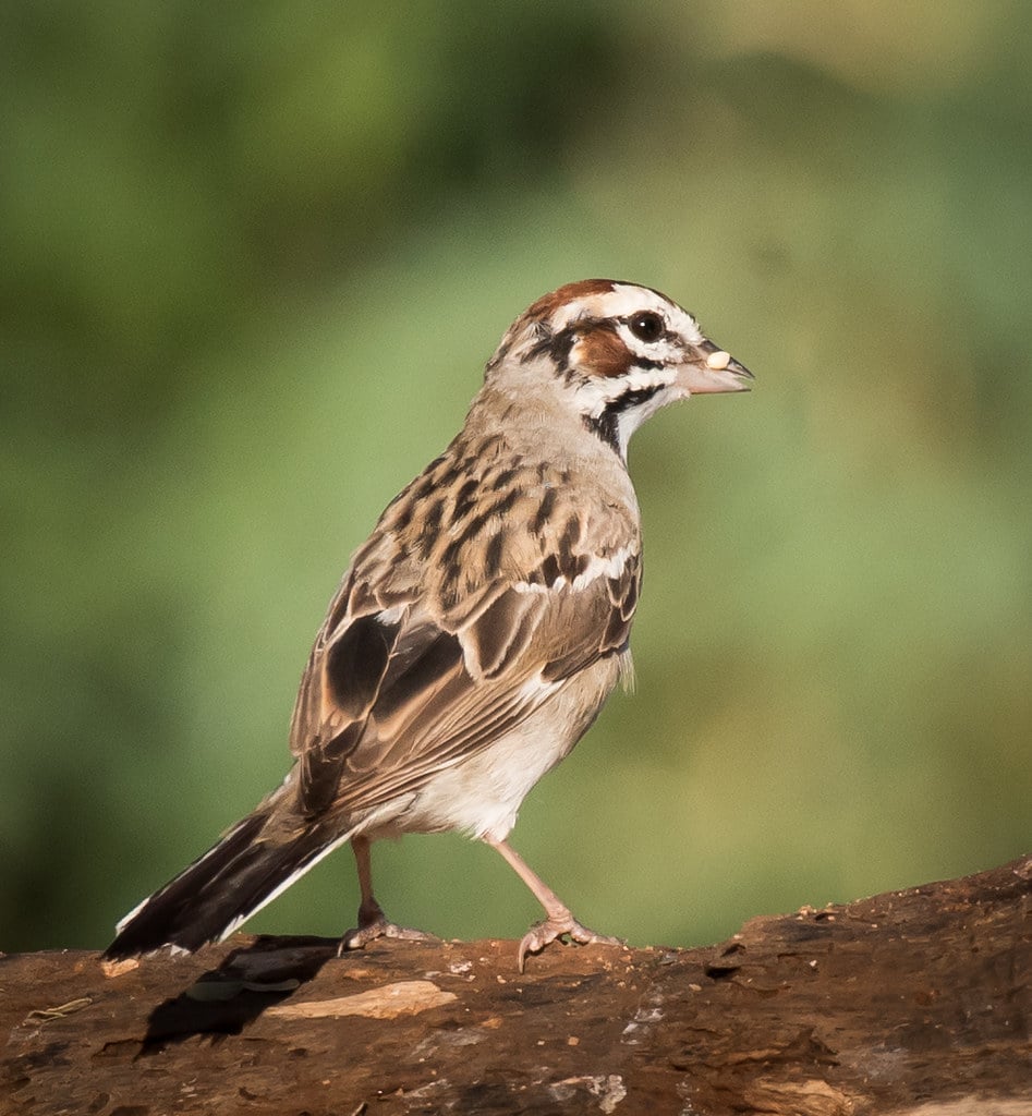Lark Sparrow by Tom Brown
