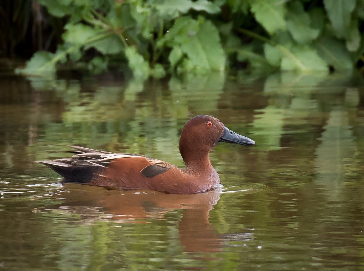 Cinnamon Teal by Tom Brown