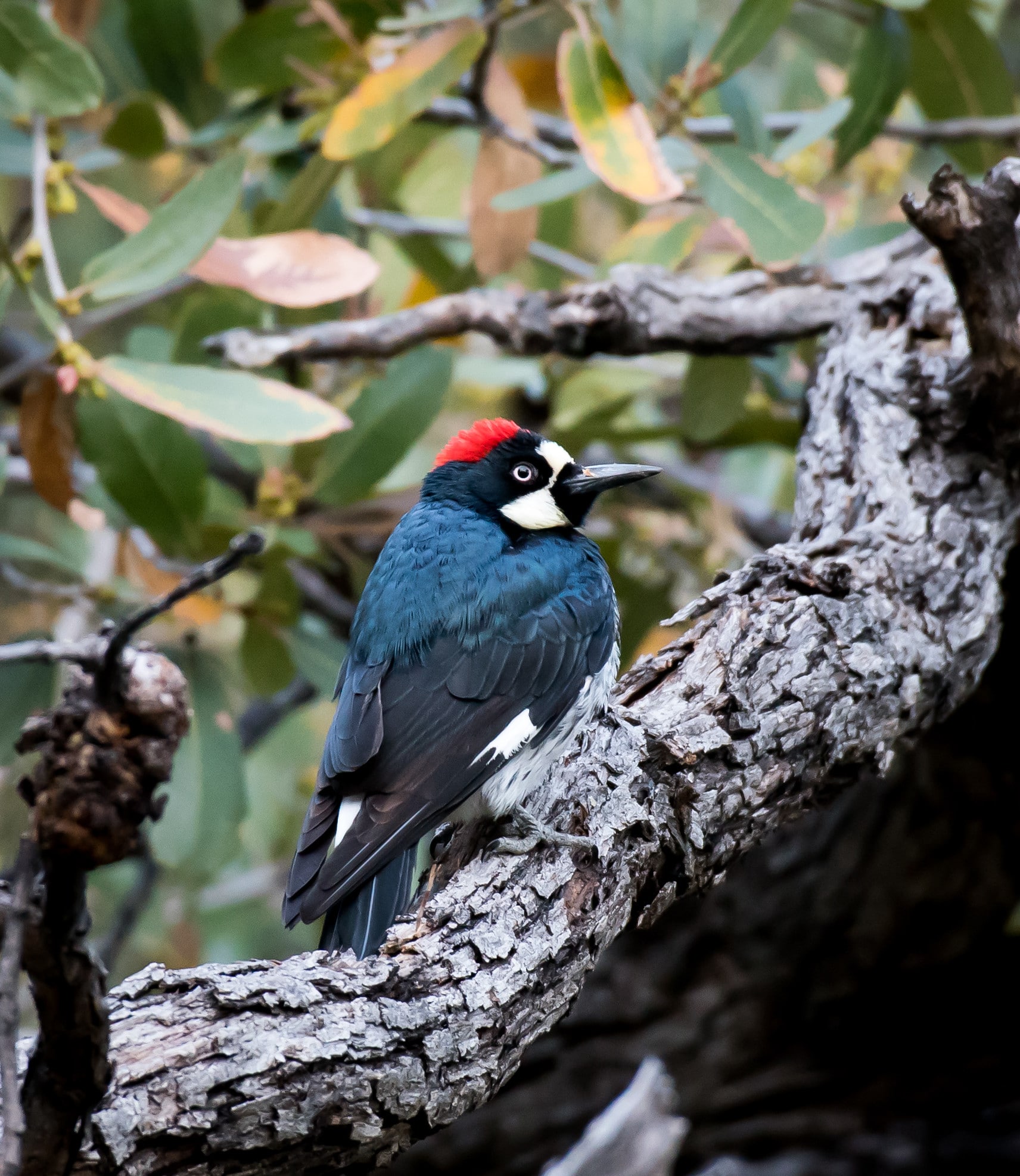 Acorn Woodpecker by Tom Brown