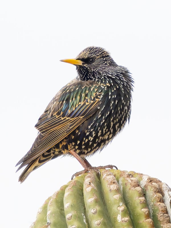 European Starling by Mick Thompson