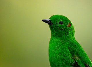Glistening-green Tanager by Francisco Munoz