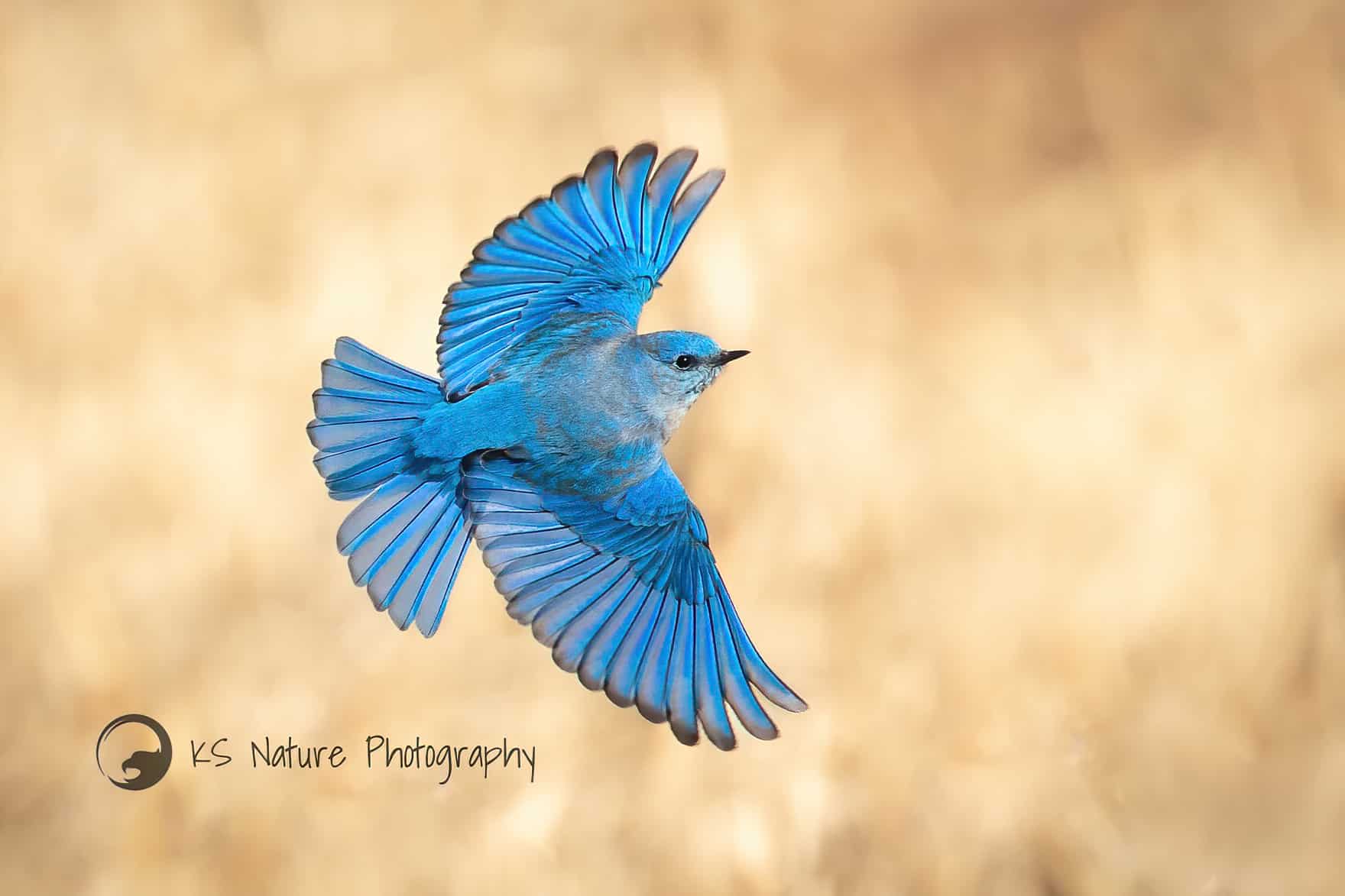 Mountain Bluebird by Krisztina Scheeff