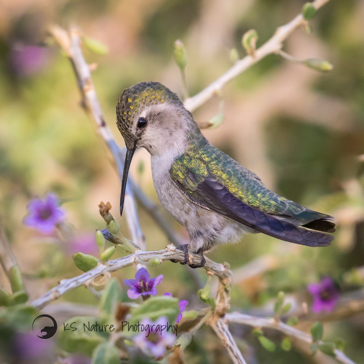 Costa's Hummingbird by Krisztina Scheeff