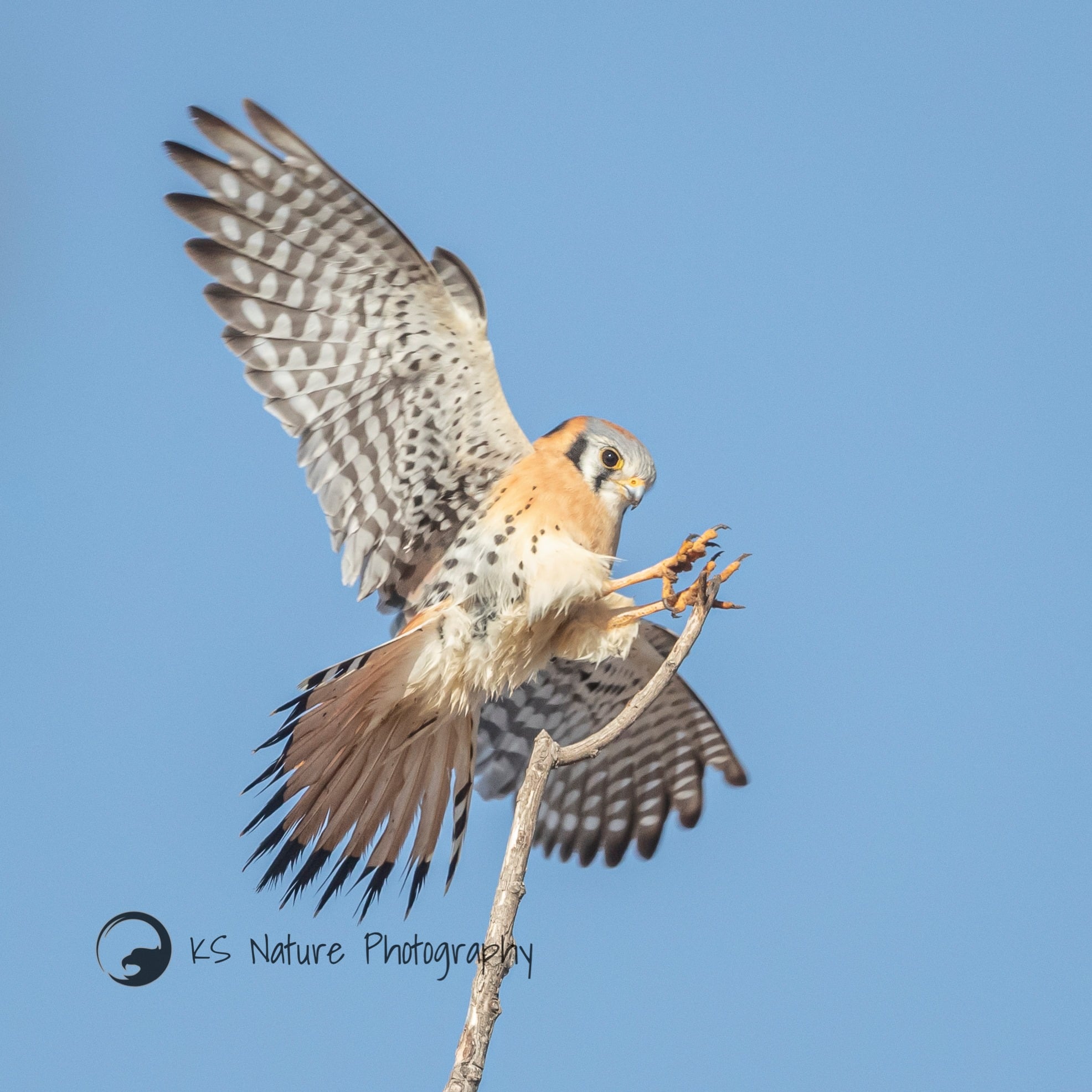American Kestrel by Krisztina Scheeff