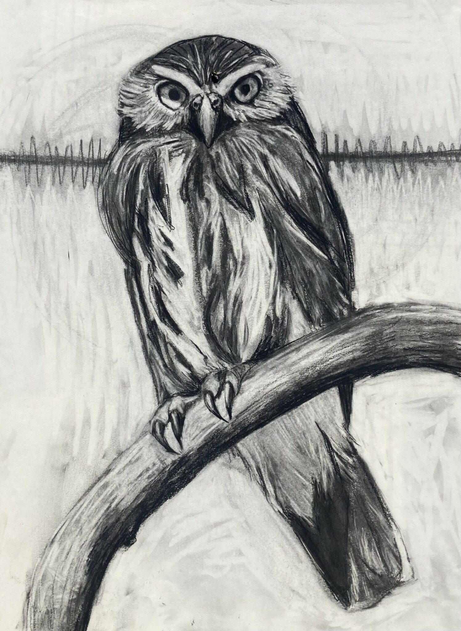 Charcoal Drawing by Laura Milkins