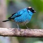 Golden-naped-Tanager_David_Ascanio