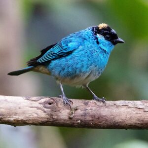 Golden-naped-Tanager_David_Ascanio