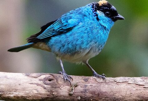 Golden-naped-Tanager_David_Ascanio