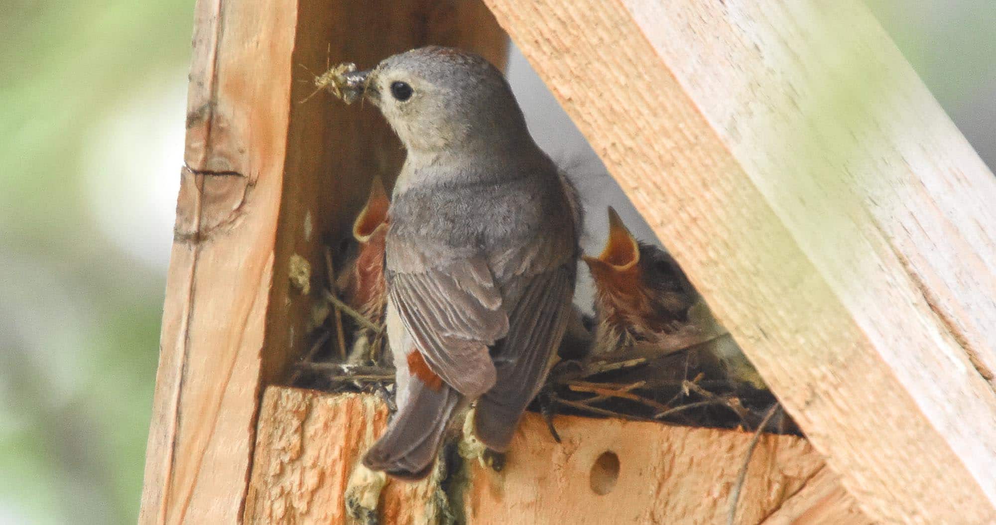 Green Valley Recreation Event - Innovative Nestbox Research in the ...