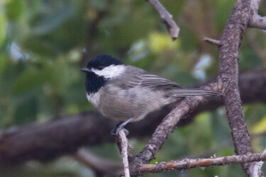 Meet Your Birds  Tucson Bird Alliance